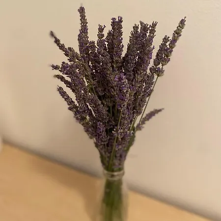 Apartman App Oliver *