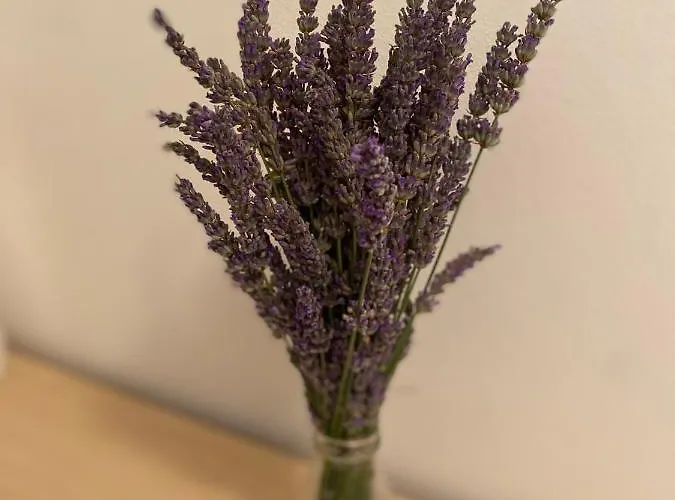 Lägenhet App Oliver *